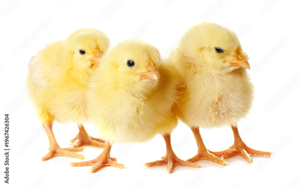 Obraz premium Cute yellow chicks on white background. Baby animals