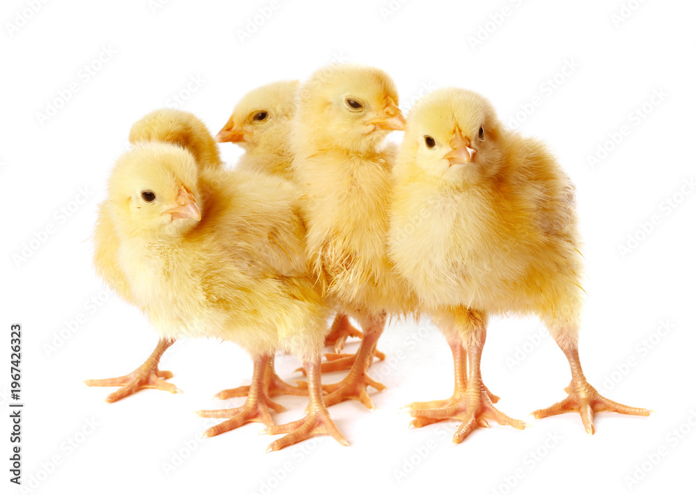 Obraz premium Cute yellow chicks on white background. Baby animals
