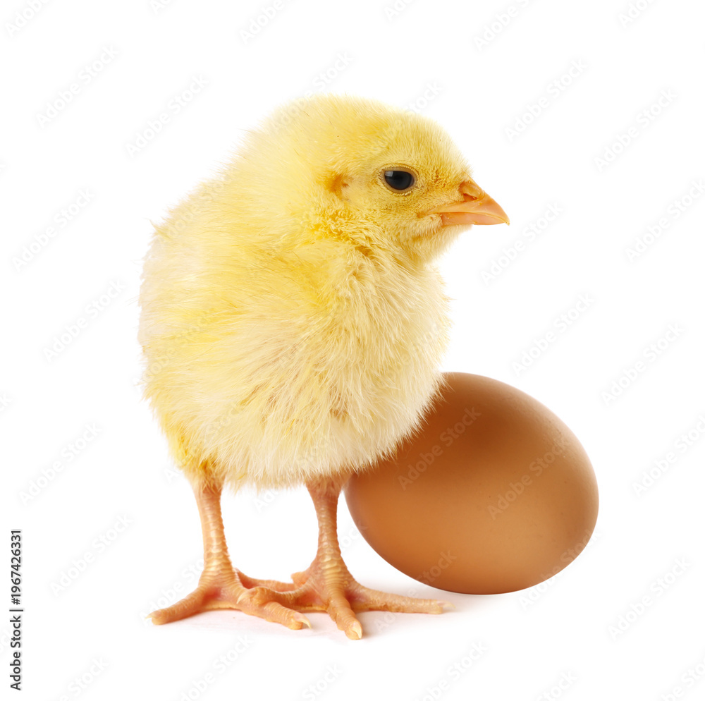 Obraz premium Cute yellow chick and egg on white background. Baby animal