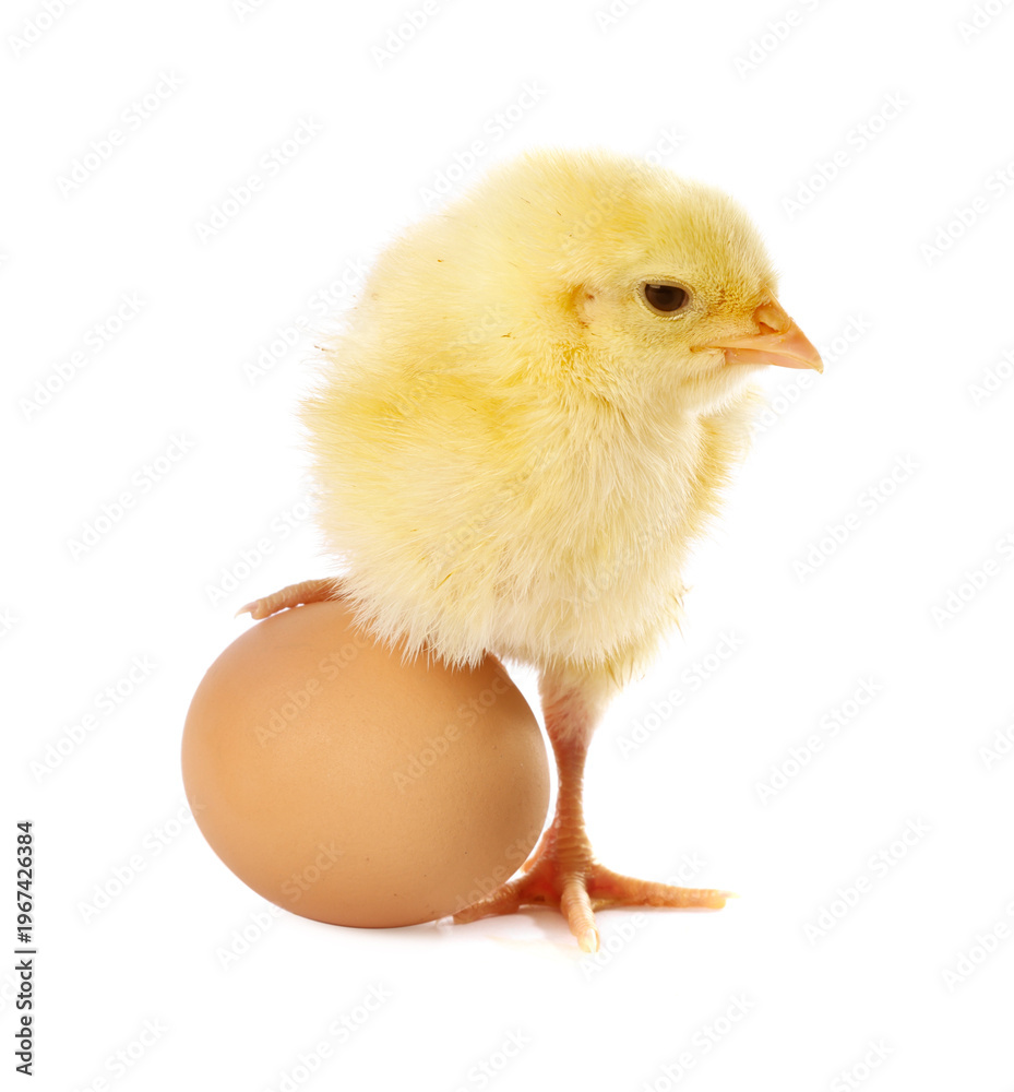 Obraz premium Cute yellow chick and egg on white background. Baby animal