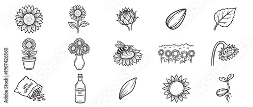 Comprehensive collection of hand-drawn sunflower elements, including blooming flowers, seeds, oil, and a bee, presented in a clean line art style
