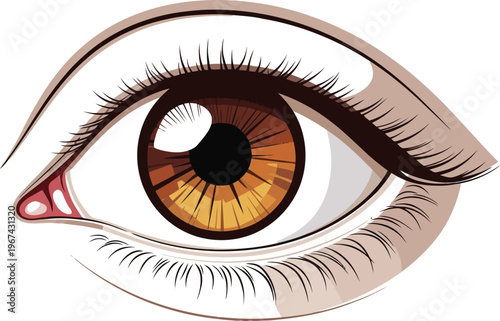 Detailed human eye vector illustration, brown iris with long eyelashes, realistic eyeball anatomy for ophthalmology and beauty design
