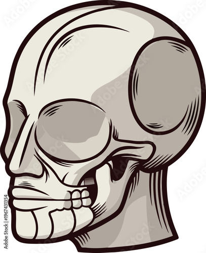 Vintage anatomical human skull vector, retro medical illustration of a cranium, hand-drawn skeletal head profile for tattoo design and science education