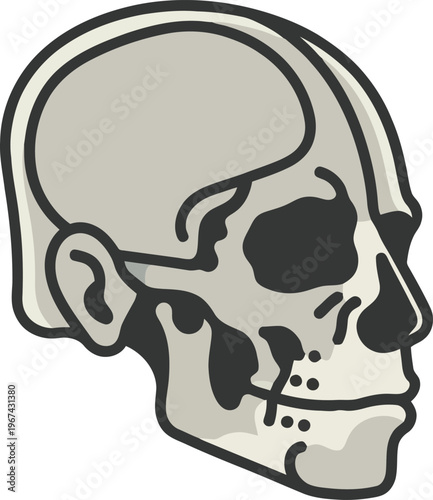 Human skull vector illustration, anatomical cranium head bone profile, medical science graphic element, minimalist skull icon for education and design
