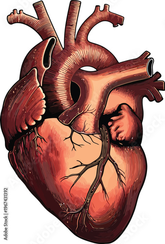 Anatomical human heart vector illustration, realistic internal organ with arteries and veins, medical cardiology diagram in vintage comic style