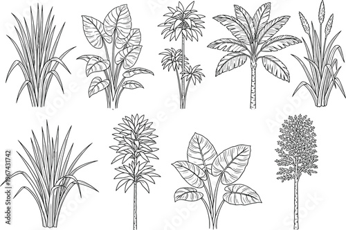 Detailed tropical and subtropical plant illustrations, black and white botanical vector artwork, palm leaves and foliage design background for nature themes