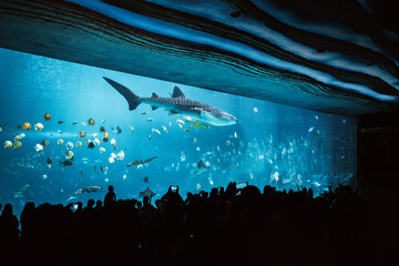 A crowd of tourists watching and taking photos of a giant whale shark swimming with schools of fish in a large modern aquarium, representing marine life conservation, family tourism.