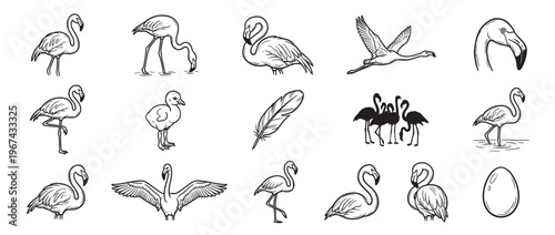 Collection of hand-drawn flamingo illustrations in various poses, including adult birds, a chick, a feather, and an egg