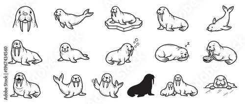 Collection of various walrus and seal illustrations in black and white line art style, depicting different poses and expressions
