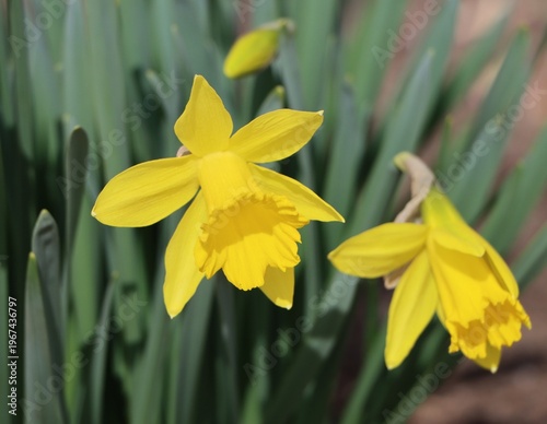 Narcissus pseudonarcissus (wild daffodil) blooming in a garden