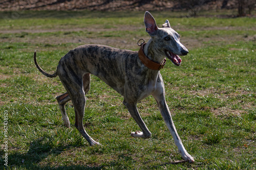 Foto Athletic brindle Whippet dog running and posing in a sunny park