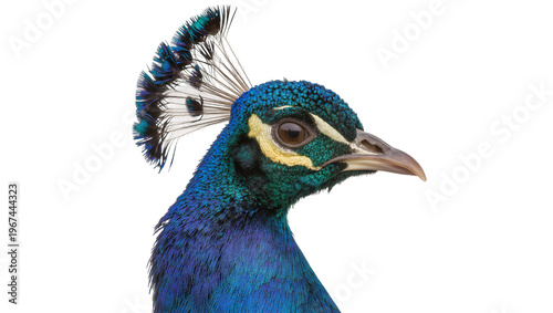 Close-up profile of a vibrant blue peacock head with crest, isolated on transparent background