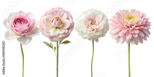 A collection of four delicate, soft pink and white flower heads arranged neatly in a row isolated on a white background