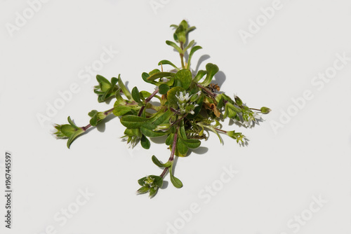 Little mouse-ear Cerastium semidecandrum. Small white flowers.  Carnation family (Caryophyllaceae). White background. Spring, March, Netherlands. 