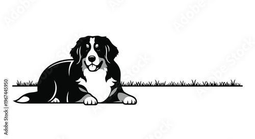 Bernese mountain dog lying down on the grass, vector illustration