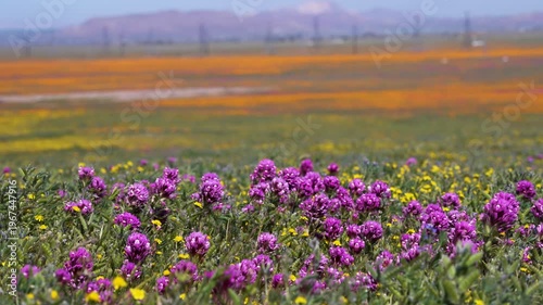 Wallpaper Mural Slow motion shot of wildflower super bloom at Antelope Valley in Lancaster, California, USA Torontodigital.ca