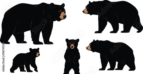 Black bear illustration set with standing cub, wild animal drawing, realistic vector bear collection, wildlife forest mammal design