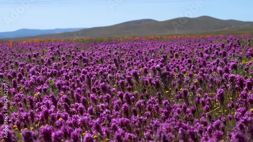 Wallpaper Mural Slow motion shot of purple owl's clover wildflower super bloom at Antelope Valley in Lancaster, California, USA Torontodigital.ca