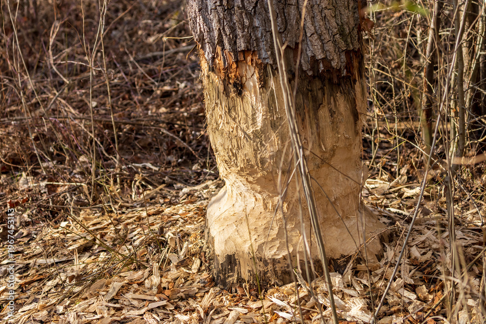 Fototapeta premium Close-up of tree trunk freshly gnawed by a beaver