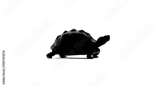 A black and white depiction of a tortoise, with detailed shell and textured skin, against a white backdrop