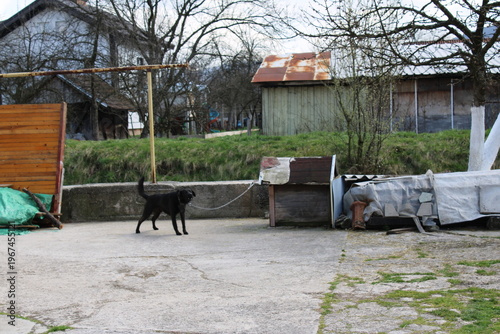 Fotografía Animal cruelty and neglect: frightened watchdog chained in a filthy rural backyard