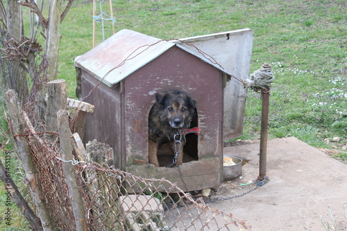 Canvas Print Animal cruelty and neglect: frightened watchdog chained in a filthy rural backyard