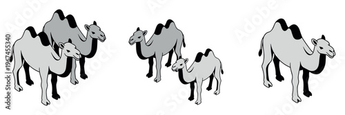 Camels standing in groups on plain white background
