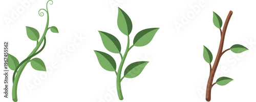 Green plant stems with leaves displayed on white background