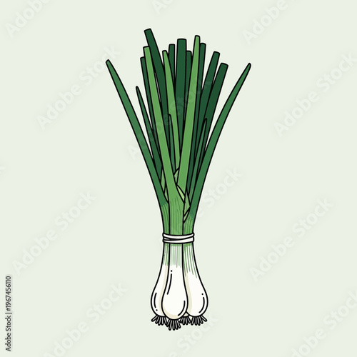 Fresh green onions tied together a healthy and flavorful vegetable.