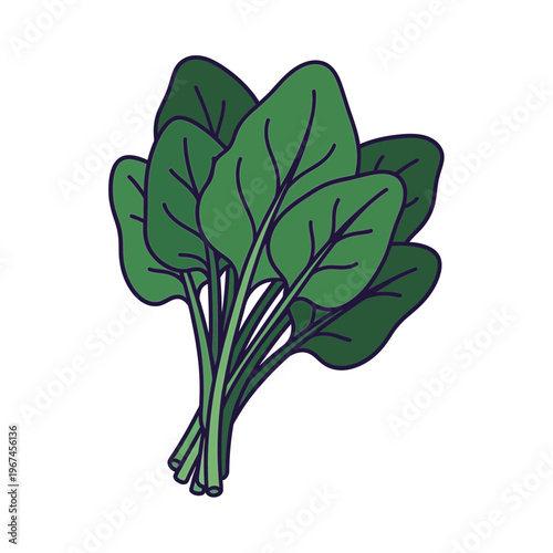 Fresh green spinach leaves a healthy and nutritious leafy vegetable ready to eat.
