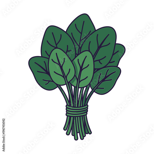 Fresh green spinach bunch illustration healthy food organic vegetable isolated on white background.