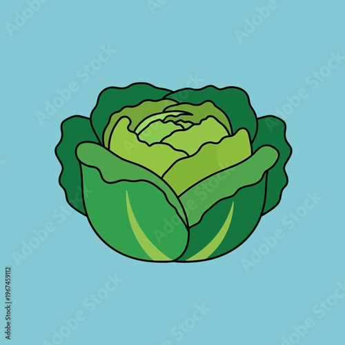 Fresh green cabbage head a healthy and nutritious vegetable ready to eat.