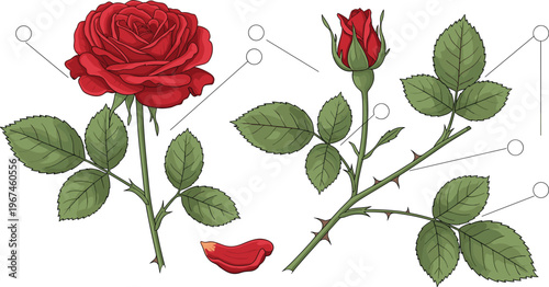 Red Rose Botanical Vector Illustration with Bloom, Bud, Leaves, Stem, and Floral Plant Parts for Educational Design