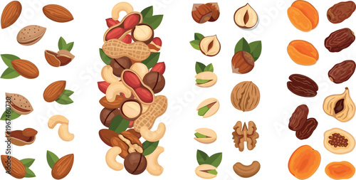 Collection of Various Nuts and Dried Fruits with Leaves, Including Almonds, Peanuts, Walnuts, Pistachios, and Apricots, Vector Illustration