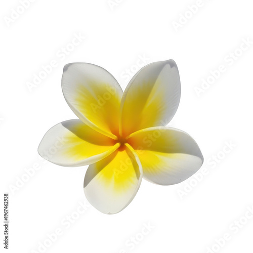 Elegant yellow and white plumeria flower in full bloom isolated on transparent background