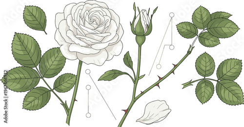 White Rose Botanical Vector Illustration with Bloom, Bud, Leaves, Stem, and Floral Plant Anatomy for Educational Design