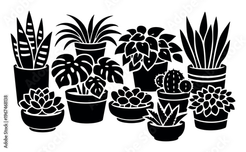 Assorted indoor plants like monstera, snake plant, cactus, and succulents creating a decorative botanical display in pots