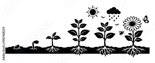 Plant life cycle illustration depicting growth stages from seed germination through sprout, mature plant, and flowering plant with roots