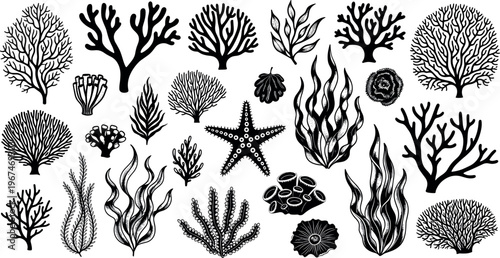 Hand-drawn Coral, Algae, and Starfish with Ocean Plants, Marine Flora for Underwater Design Elements