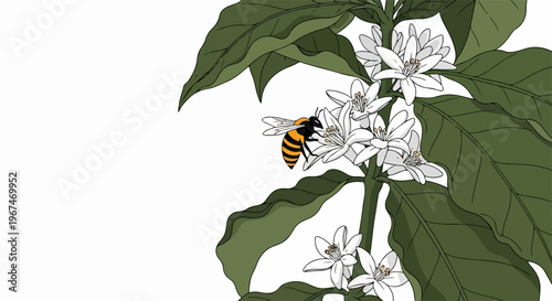 Vivid coffee flower bee illustration on branch with white blossoms, green leaves. Hardworking coffee flower bee pollinates delicate blooms, vital for coffee fruit development.