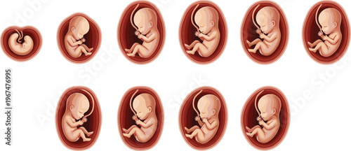 Set of 10 Fetal Development Stages Vector Illustrations Showing Embryo Growth from Early Stages to Full Development in the Womb