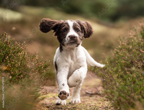Foto FT Springer Spaniel Puppy Running Towards Camera in Forest