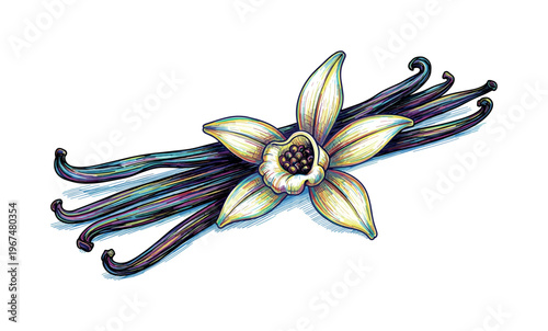 Orchid flower with dark vanilla beans, a vibrant and artistic illustration