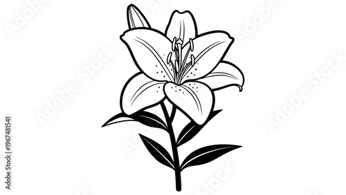 Elegant black and white lily flower illustration for design projects