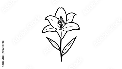 Elegant black and white lily flower illustration against white background
