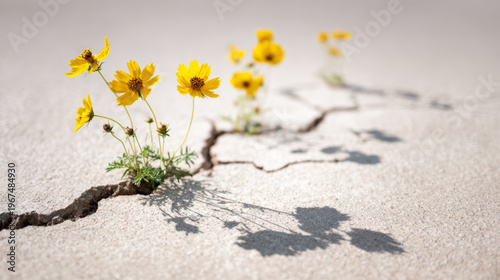 Yellow wildflowers growing from a crack in dry pavement, showcasing resilience and new life amidst harsh conditions, dappled in sunlight