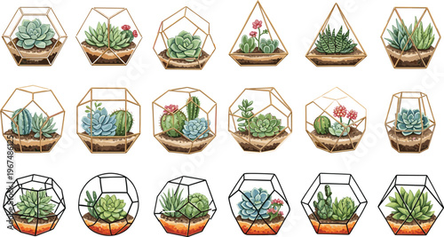 Succulent terrarium collection with geometric glass containers and various cactus and succulent plants, decorative indoor garden illustration set isolated on white background