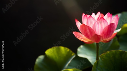Lotus Flower Blooms Under Soft Light in a Quiet Garden Setting Near a Calm Pond