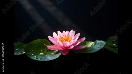 Flamingo Stands on Pool Float in Bright Water Against Pink Background at Summ...