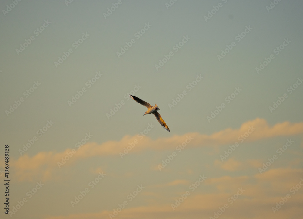 Fototapeta premium Pajaro cazado al vuelo al atardecer